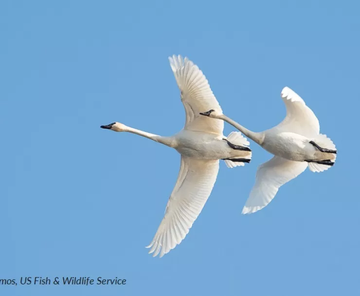 Tundra swans fly over Lake Mattamuskeet in this 2015 photo by Keith Ramos of the US Fish and Wildlife Service