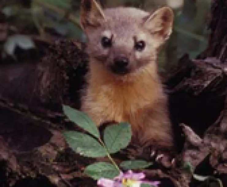 Picture of a cute American Marten with leaf. Photo Credit Erwin and Peggy Bauer