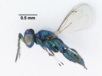 Chalcid Wasp (Fairy Wasp relative)