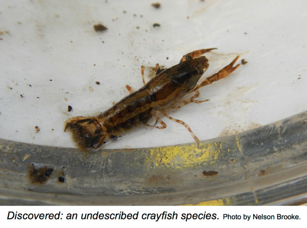 Newly discovered crawfish