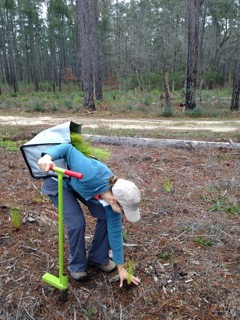Ellen Strupp planting a seedling.