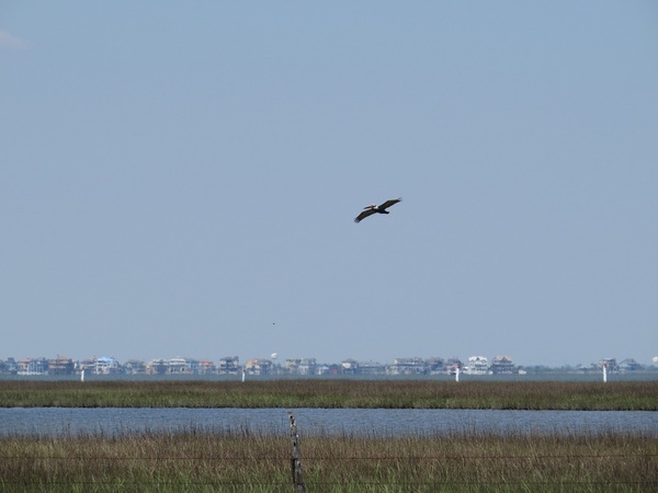 brown pelican over wetlands