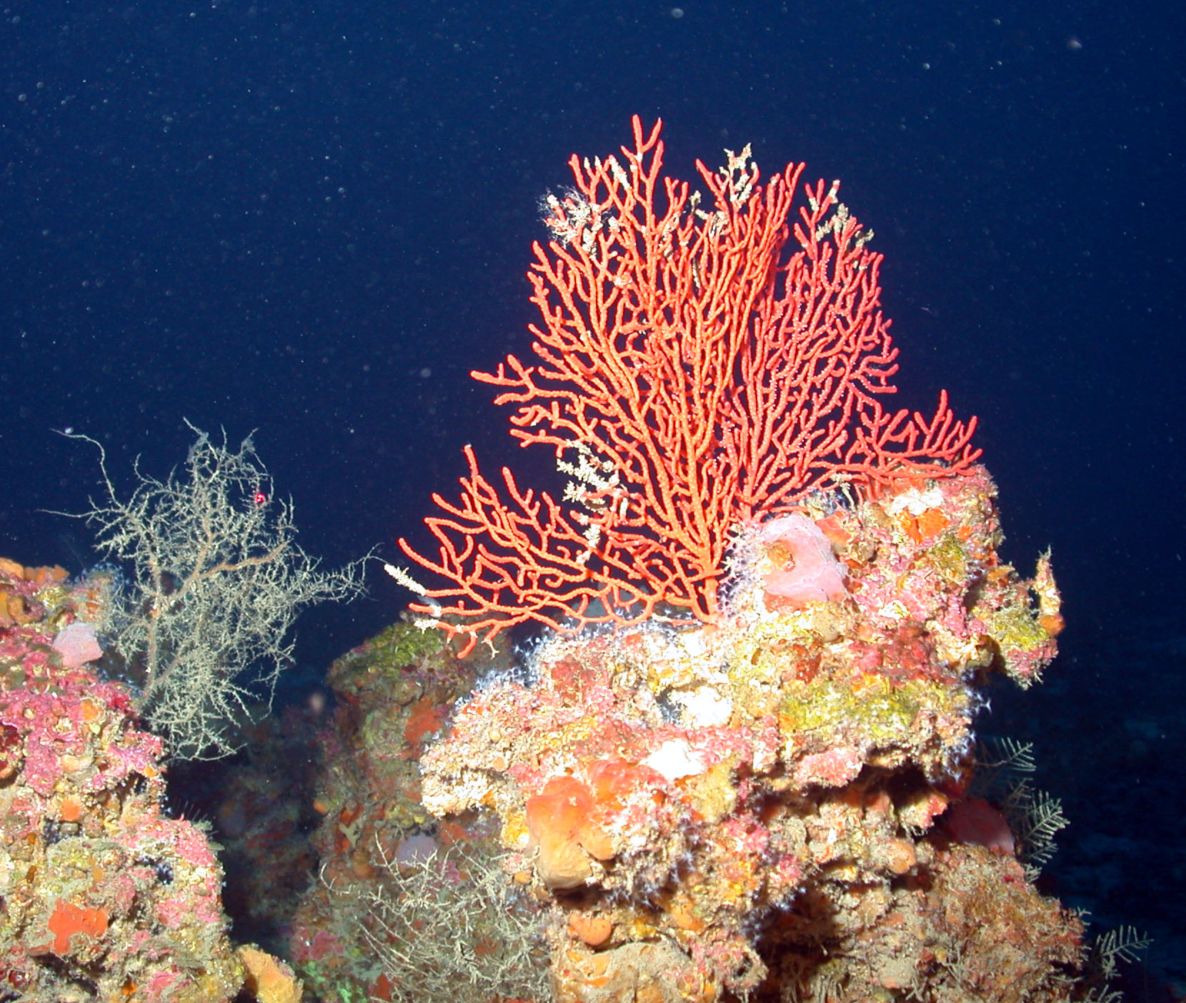 Fan coral: image courtesy NOAA
