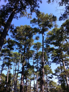 Loblolly Pines in Sam Houston National Forest, photo by Carol W.