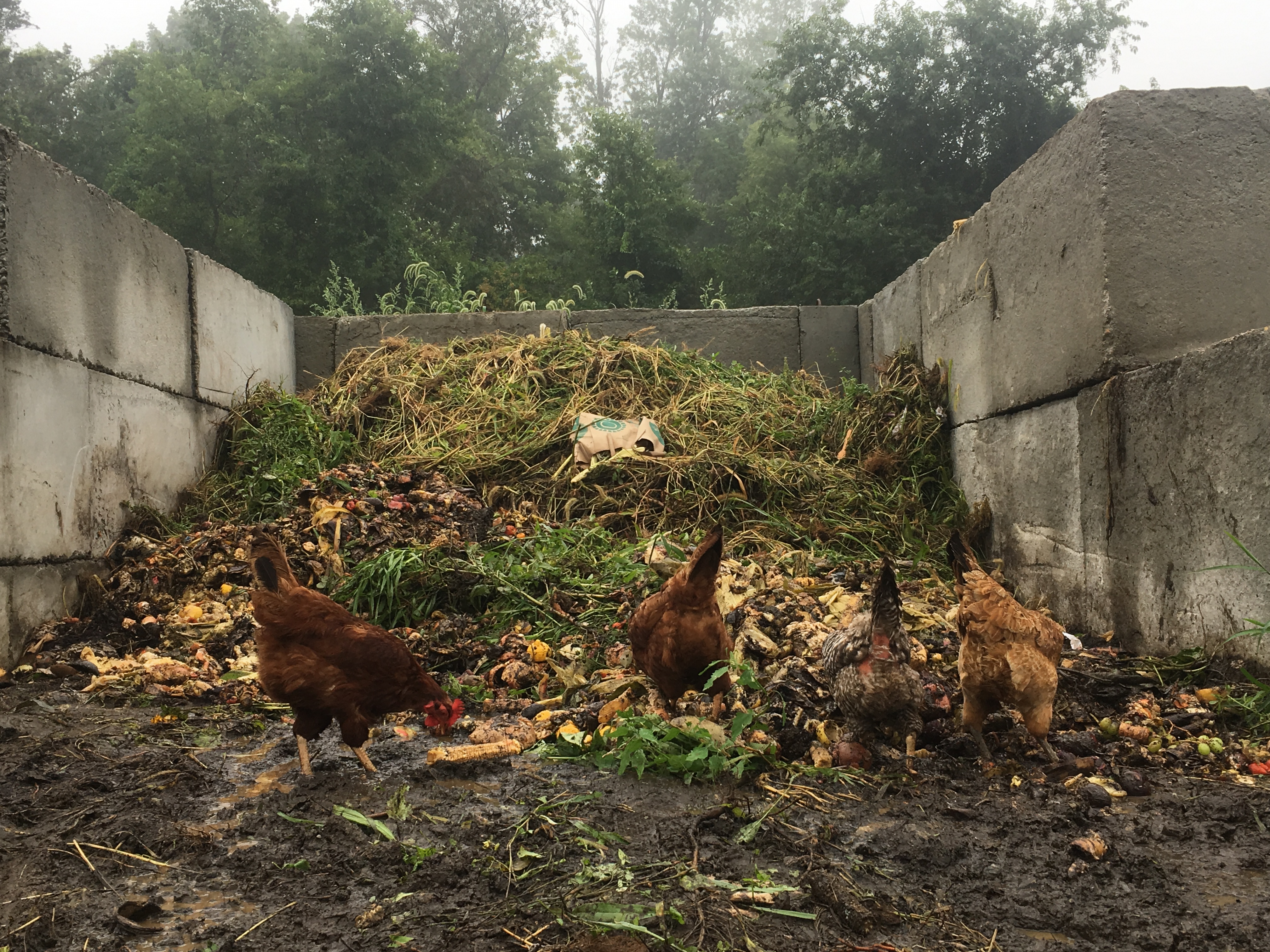 A traditional compost pile in the background with several chickens in the foreground