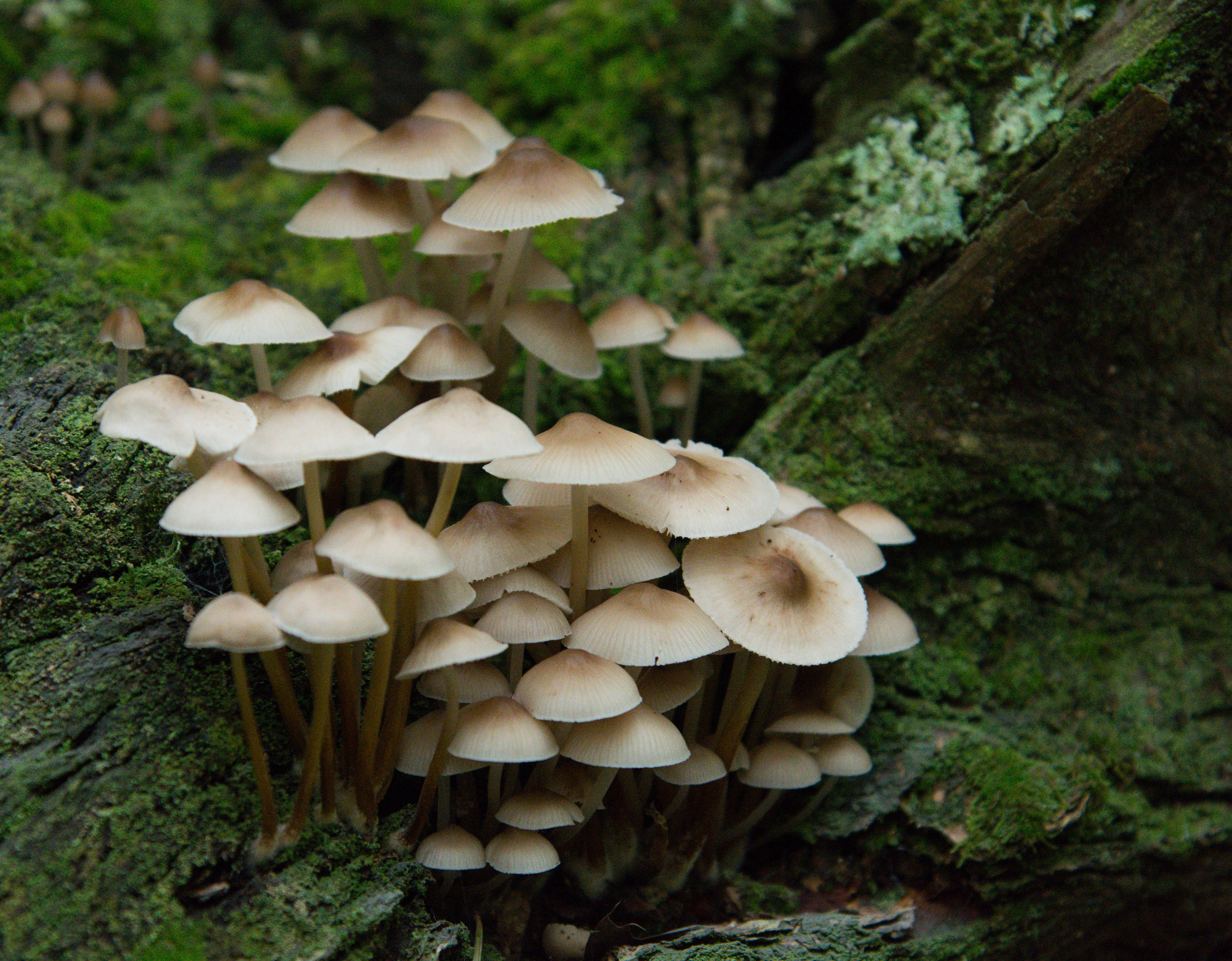 clump of mushrooms