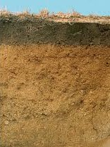 Picture of cross section of a soil profile.