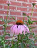 Coneflowers at our existing garden.