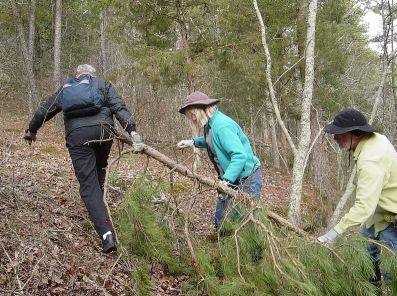 Paul Ohlendorf, Nancy Carrol and Mark Schurman drag a wind fall off the trail at Hawn State Park.