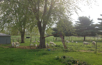 Sheep at Sun Dappled Farms