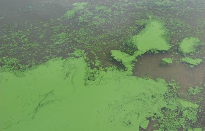 Algae bloom on Ohio River