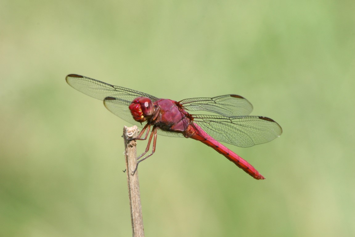 dragonflies