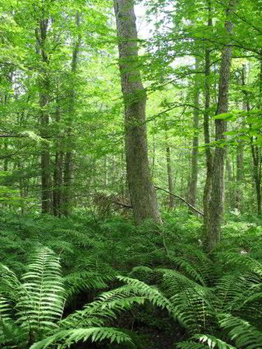 Cicero Swamp, photo provided by Jess Riddle, Eastern Native Tree Society