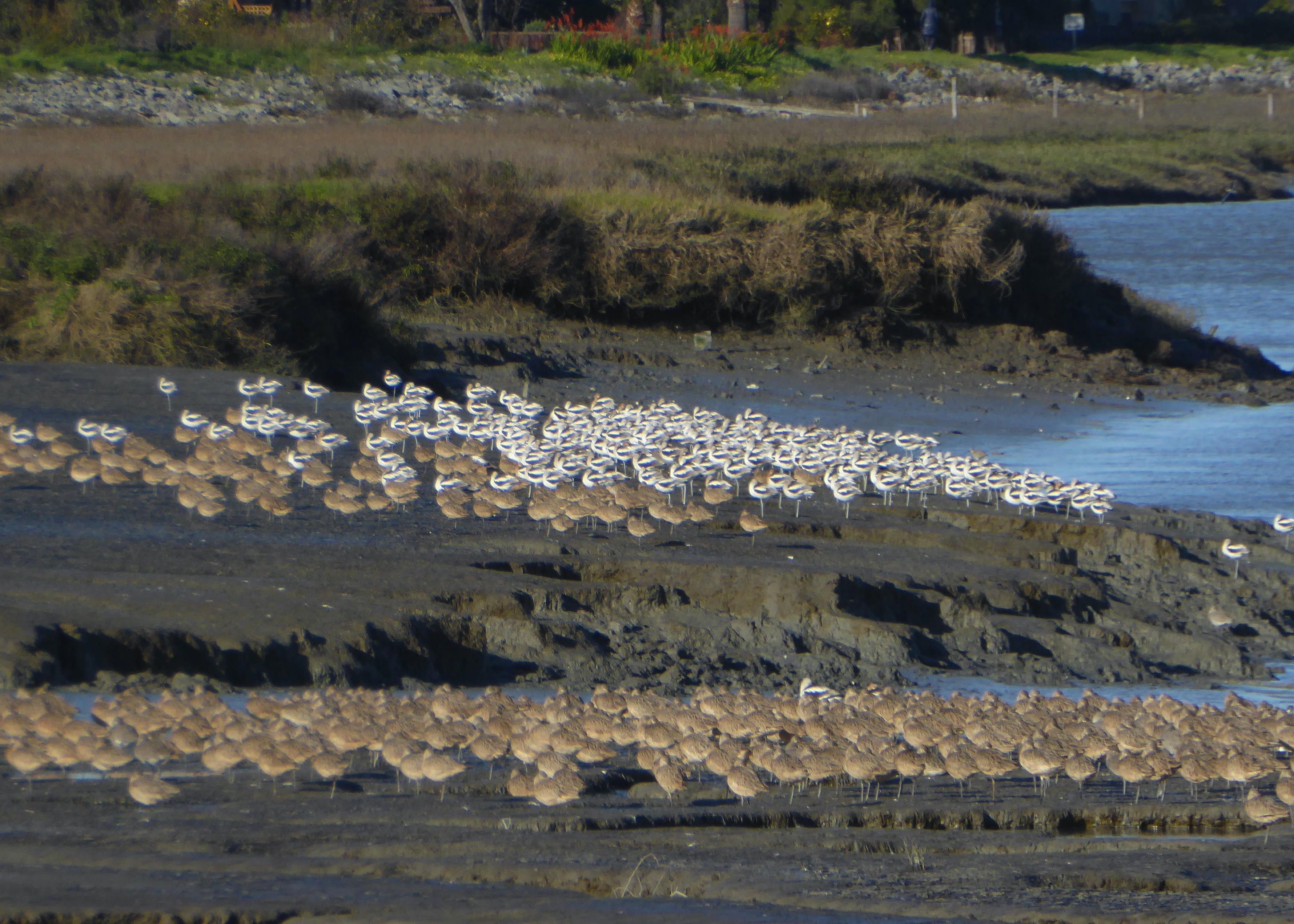 Shorebirds on the Bay wetlands