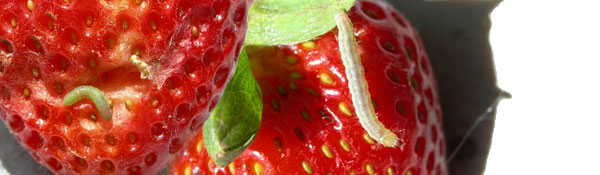 Image of strawberries with worms