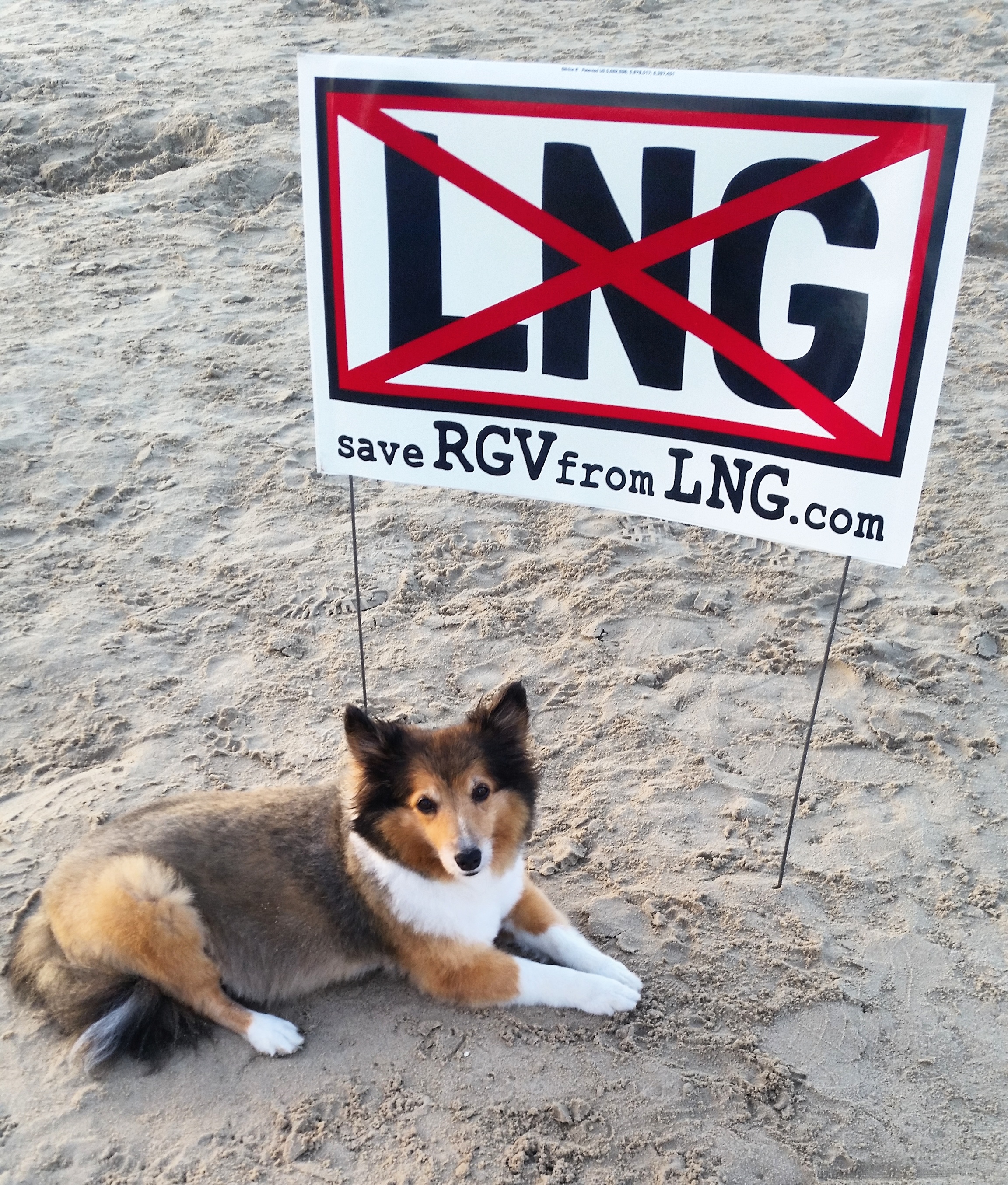 No LNG Yes Puppies
