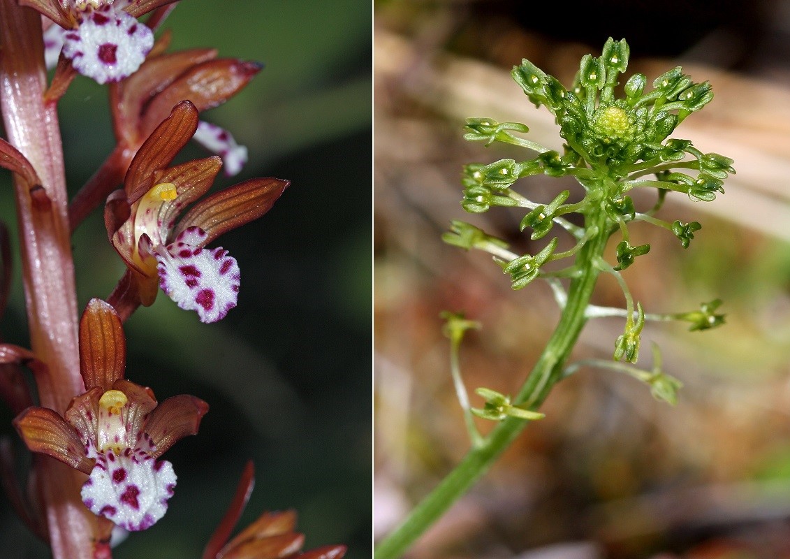 Coralroot and Green Adder's Mouth Orchids