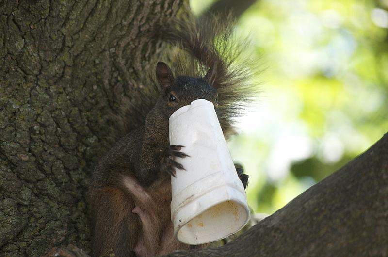 squirrel with styrofoam cup