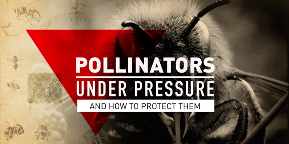 pollinators under pressure