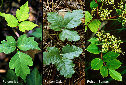 poison ivy, oak and sumac