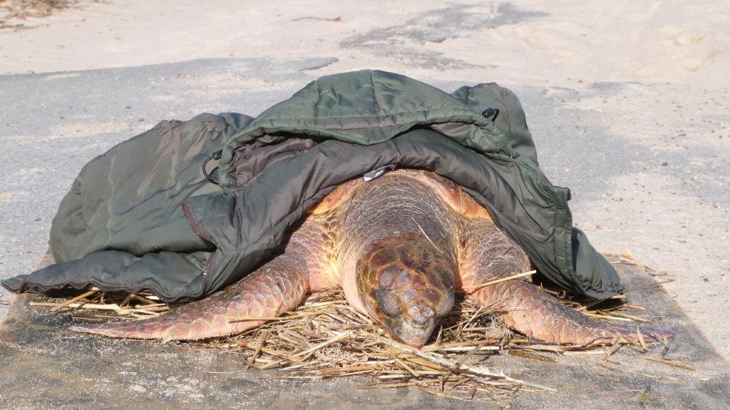 Cold turtle under coat