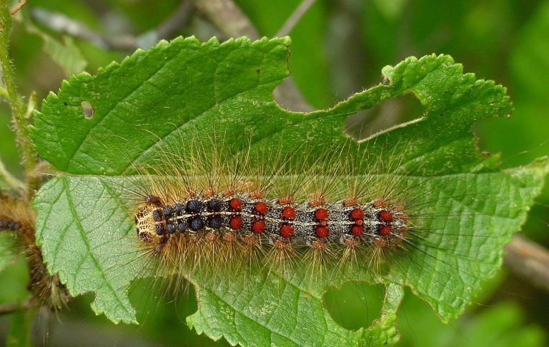 Gypsy moth caterpillar on a leaf