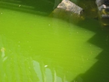 Lime Lake is shown bright green with an algae bloom, downstream from drainn shown in photo above.
