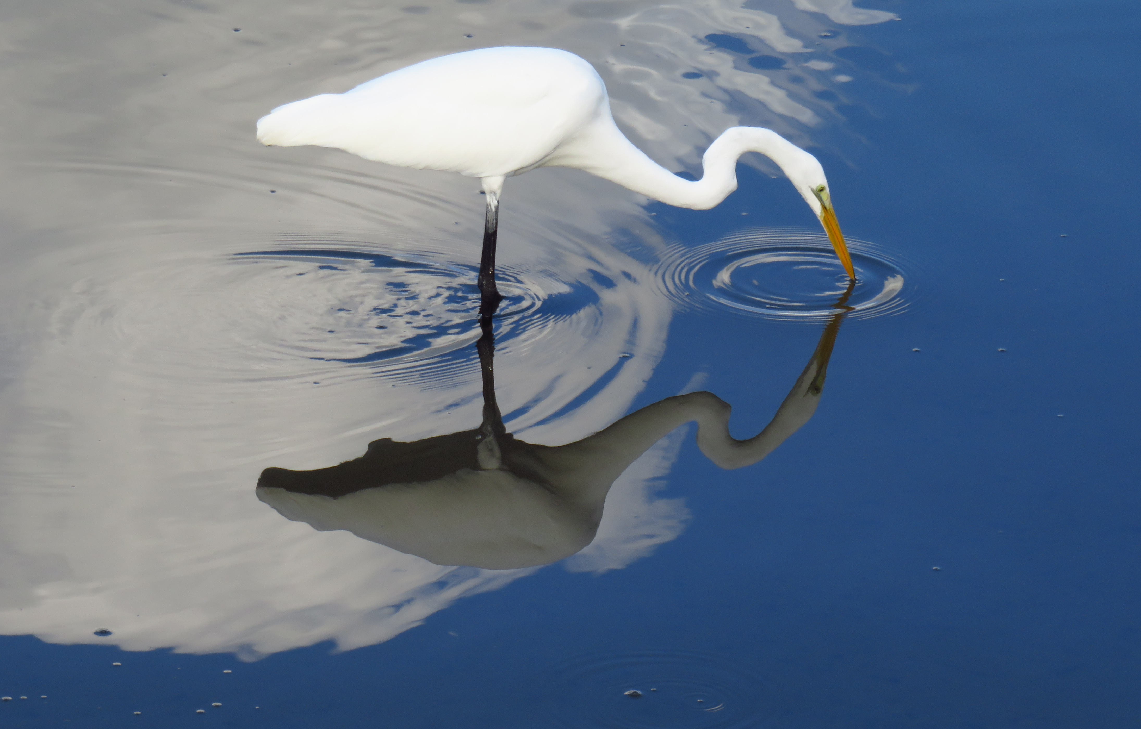 White Egret Wading