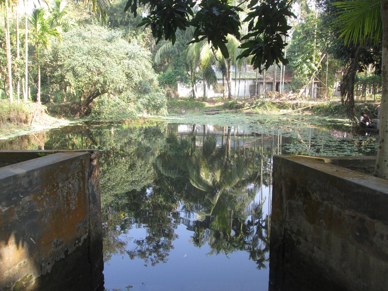 Ruhel's family fish pond