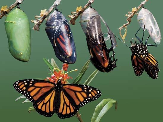 photo of monarch butterfly emerging from a chrysalis