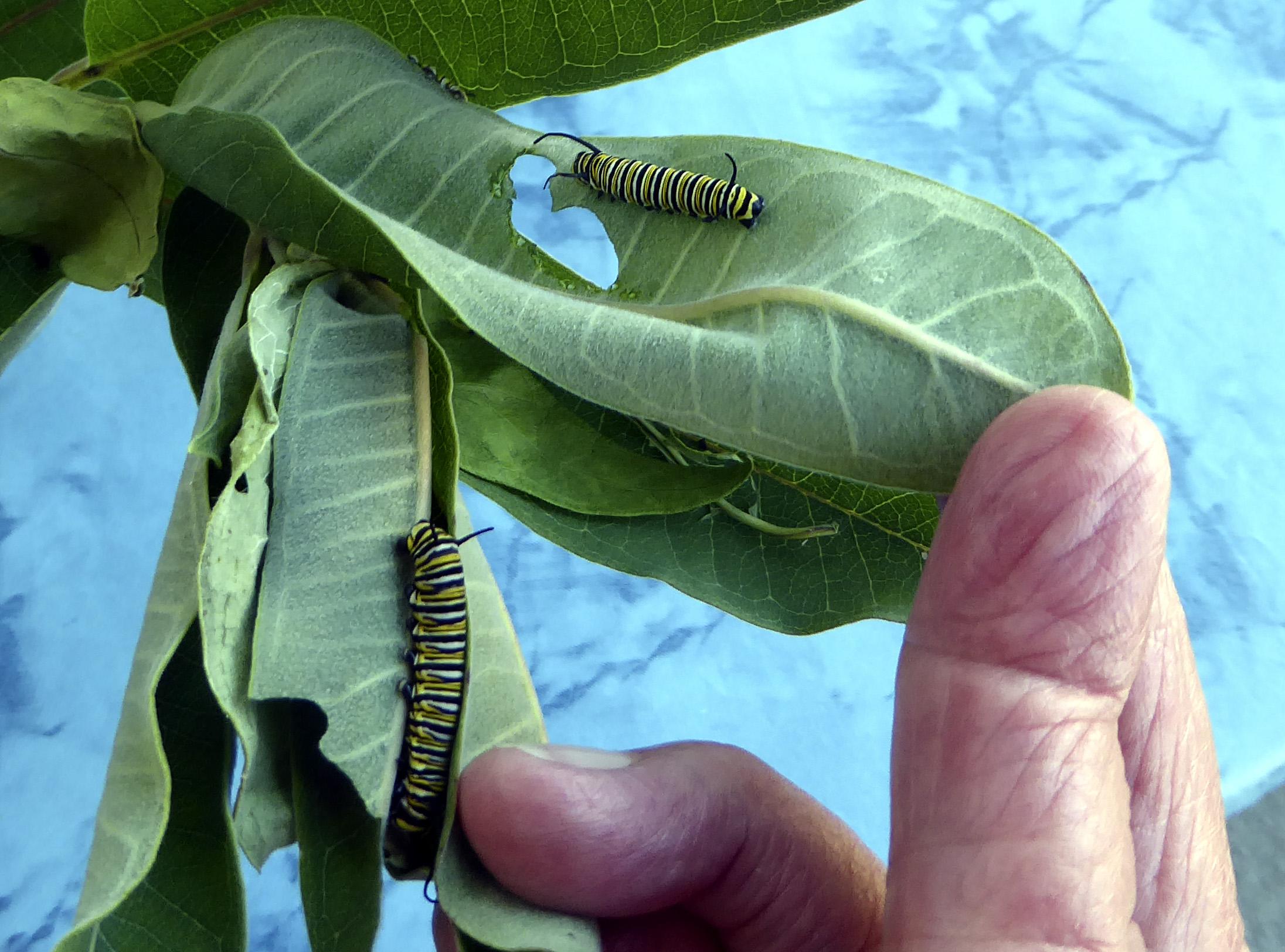 photo of monarch butterfly caterpillars on milkweed