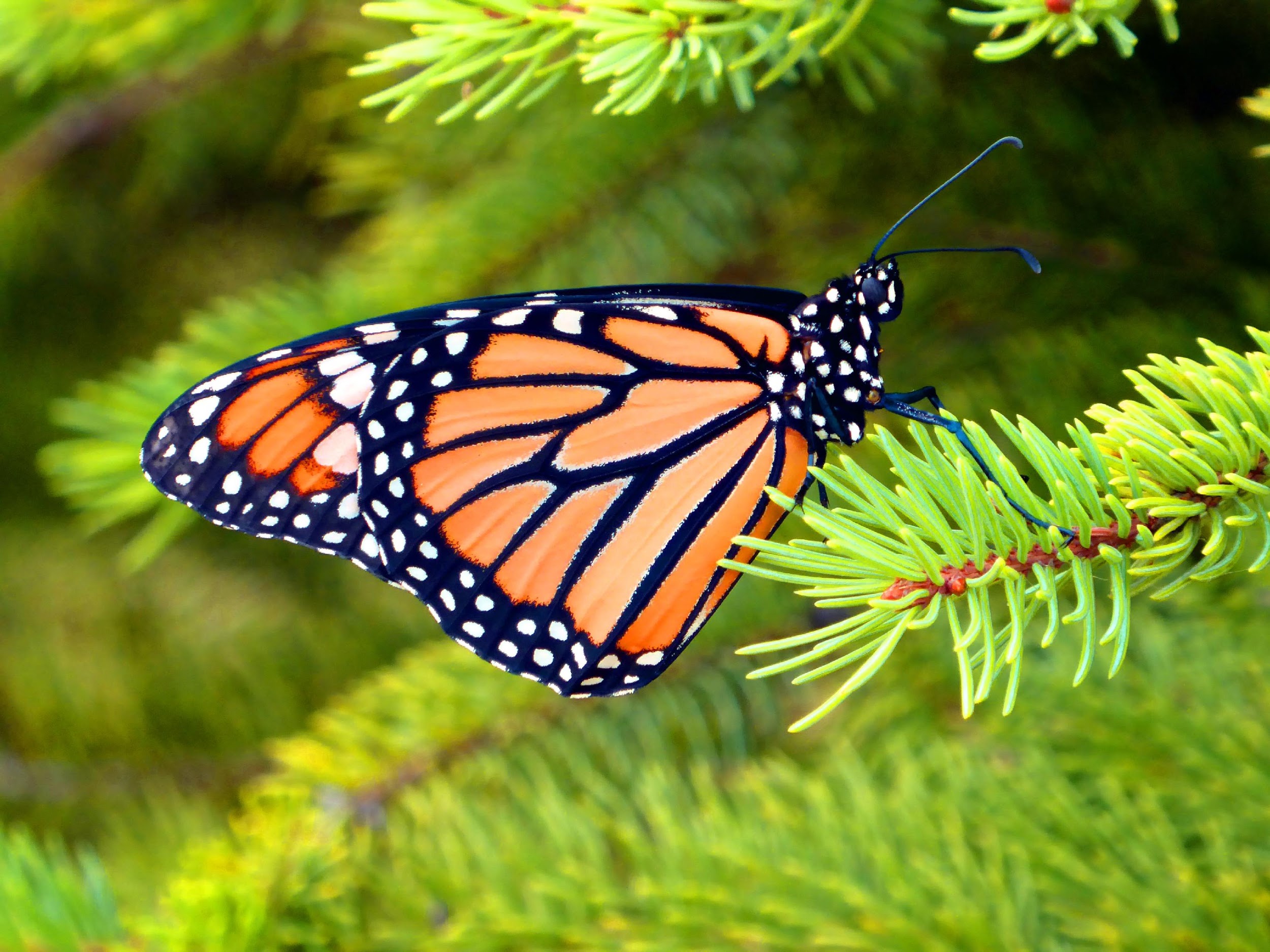photo of Monarch Butterfly