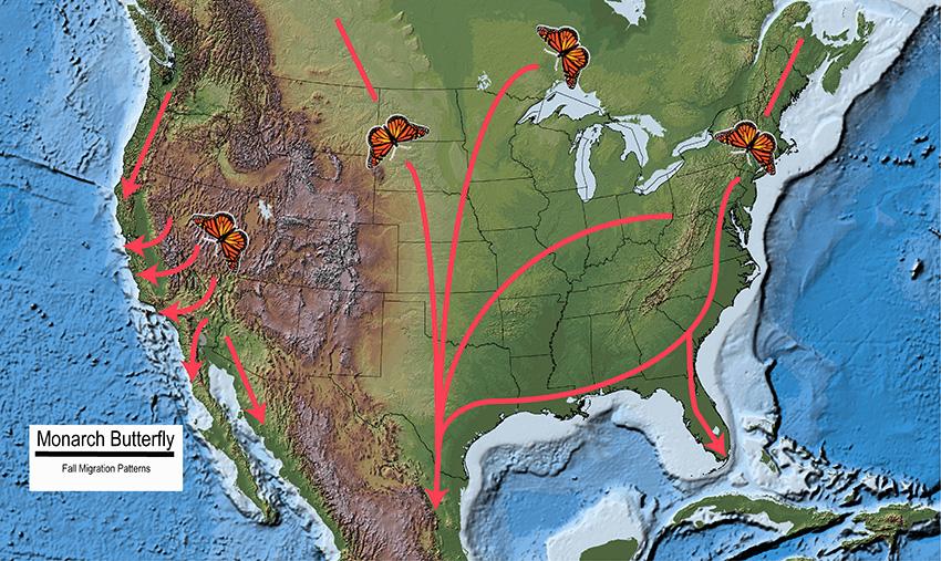 map of monarch migration paths south