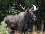 bull moose