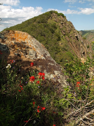 Red wildflowers against rocky outcropping with grassy mountains beyond