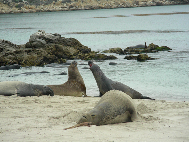 Two elephant seals joust while others lounge in the sand near the ocean's edge