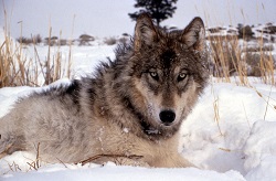 Gray wolf lying in snow and staring into the camera