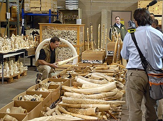 warehouse packed with ivory tusks, horns, and carved artifacts