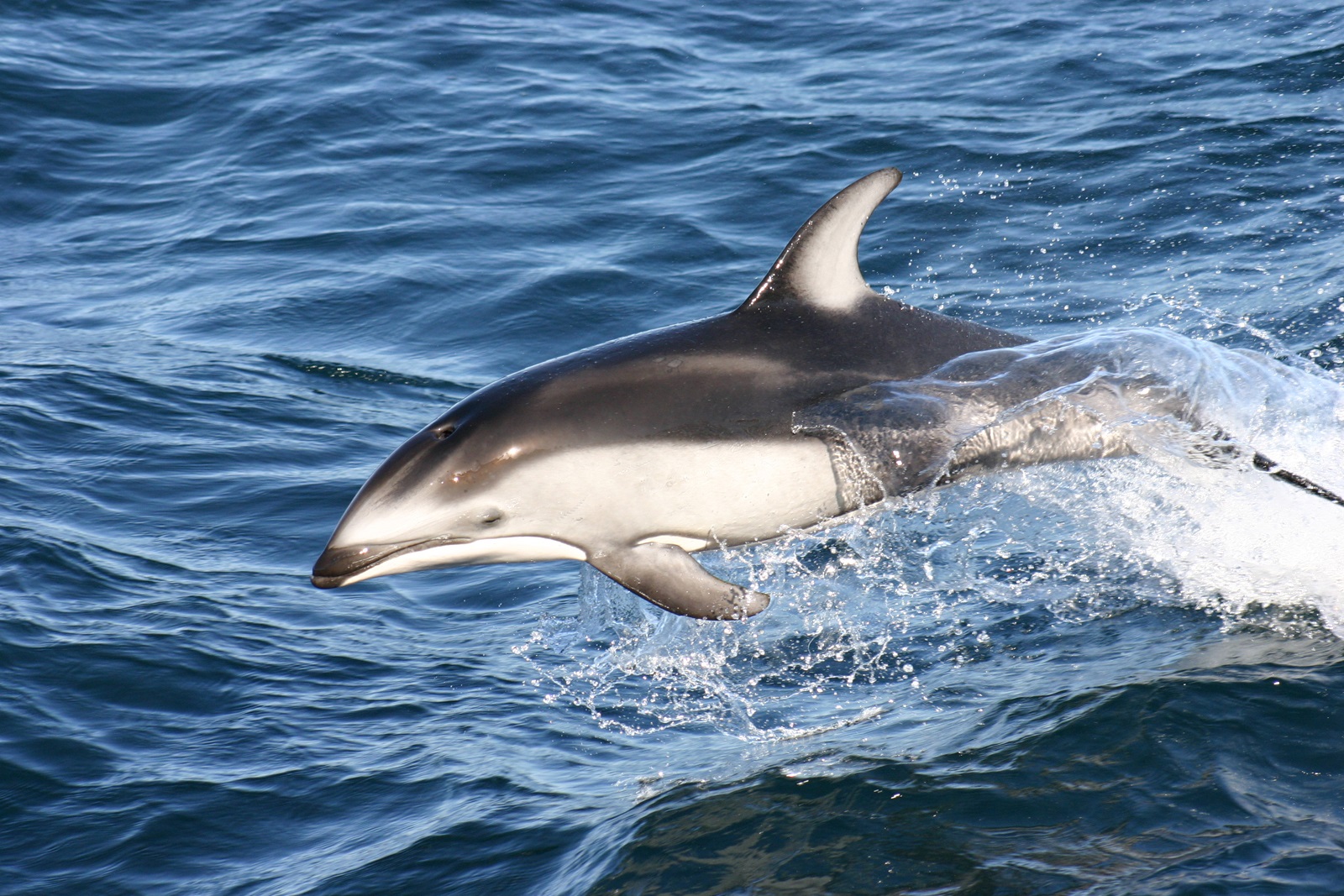 White and black and gray dolphin leaping over blue ocean waves