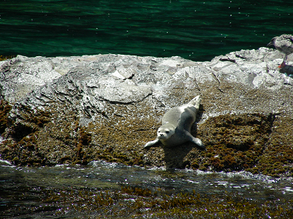 Alert brown sea lion on sunny rocks surrounding by green ocean waters
