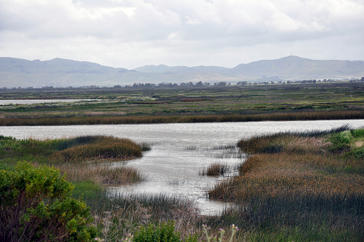 Suisun Marsh Overlook in the SF Bay Delta