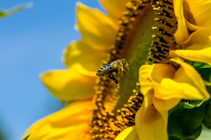 Close-up profile of honey bee in air approaching bright yellow sunflower