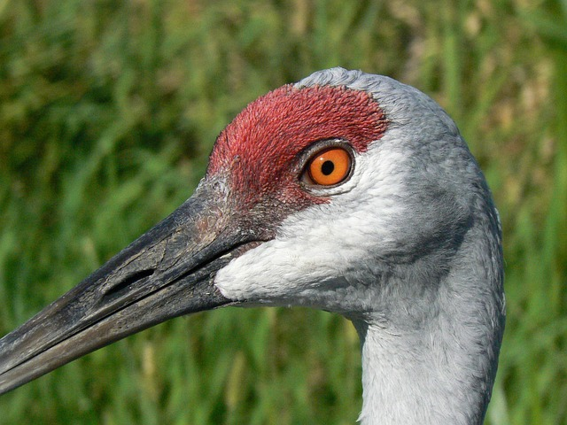 Close up of head of a sandhill crane: red cap on gray head and black beak