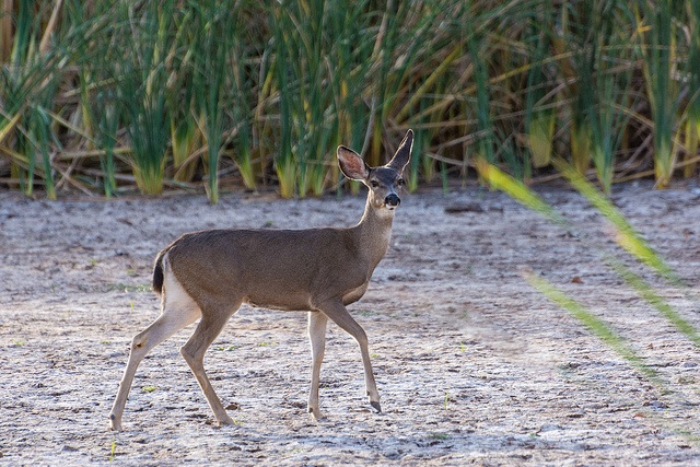 Deer in dry lakebed