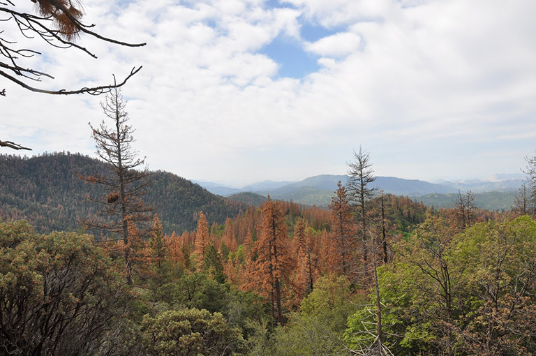 Panoramic view of mountain forests with a section of brown dead trees in the foreground