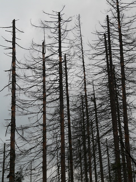 Half a dozen dead pine trees under a cloudy sky