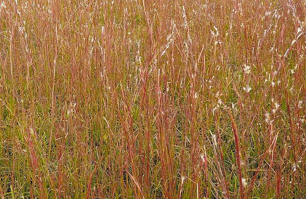 Splitbeard Bluestem (Andropogon ternarius) Grass