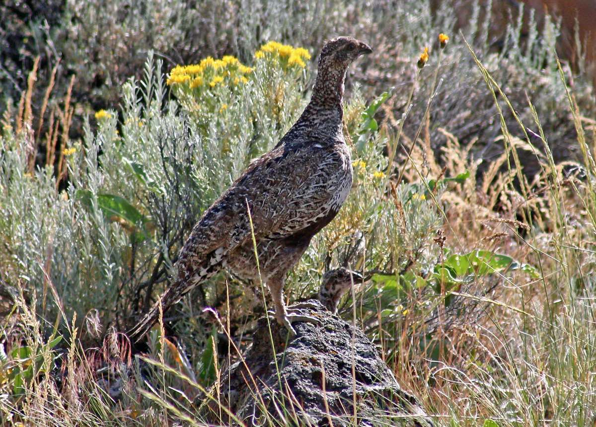 Sage Grouse are dependent on large areas of public lands for their survival as are many desert species