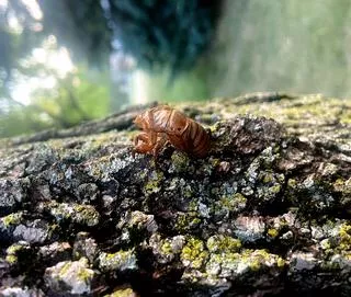 Annual Cicada exoskeleton. Photo by Jennifer Turner