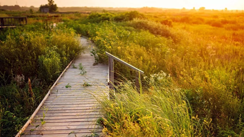 Baker Wetlands at Sunset, wooden walkway in marsh with yellow/green grasses